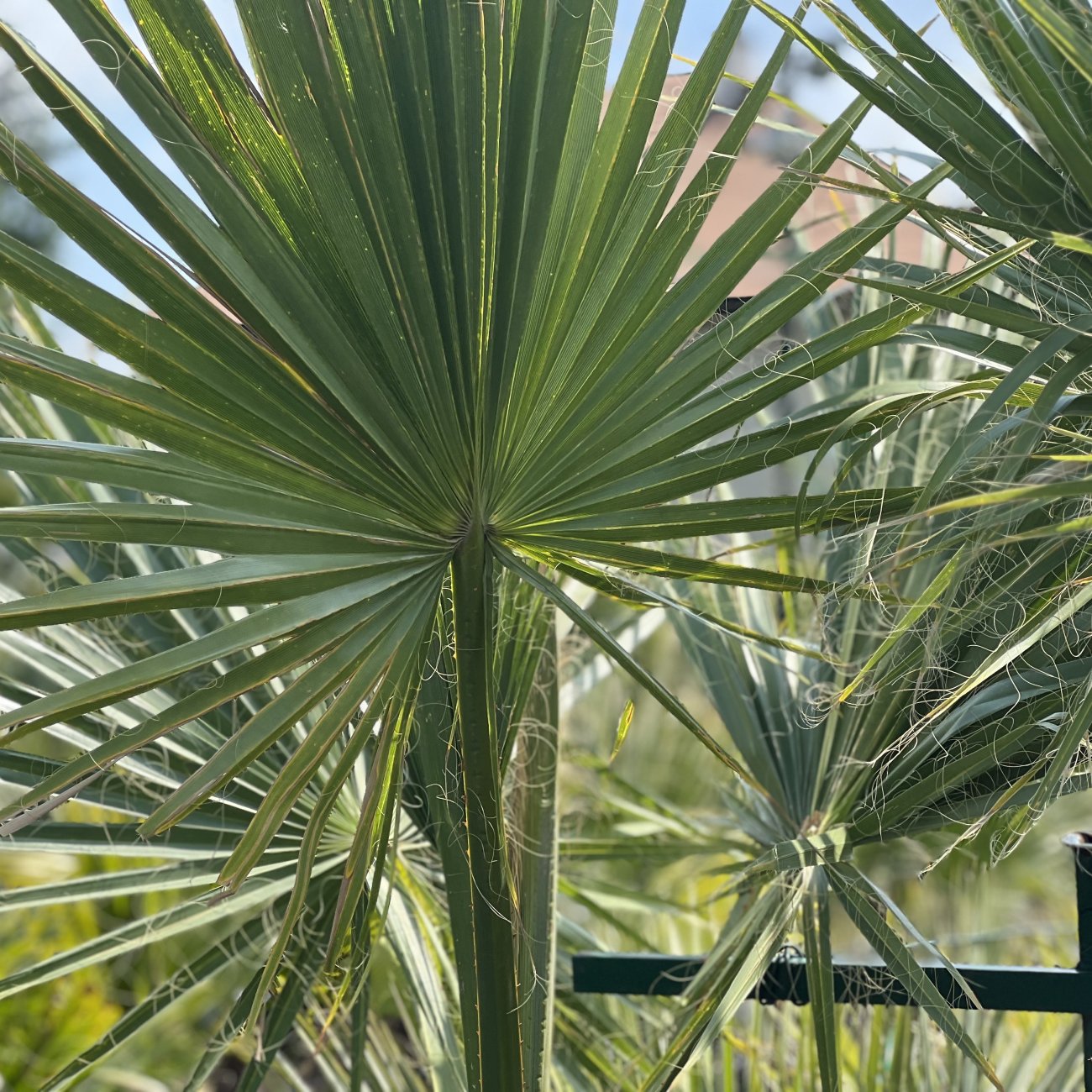 Obrázok Palma vláknitá (Washingtonia filifera) – výška kmeňov 50-60 cm/80-90 cm, celková výška 200 cm, kont. C110L (-10°C) DVOJIČKY